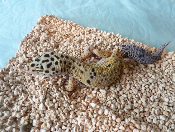 male - Enigma - nee le 28.5.12